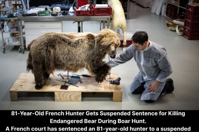 81-Year-Old French Hunter Gets Suspended Sentence for Killing Endangered Bear During Boar Hunt