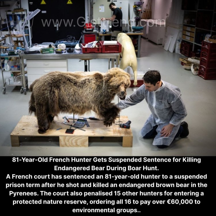 81-Year-Old French Hunter Gets Suspended Sentence for Killing Endangered Bear During Boar Hunt