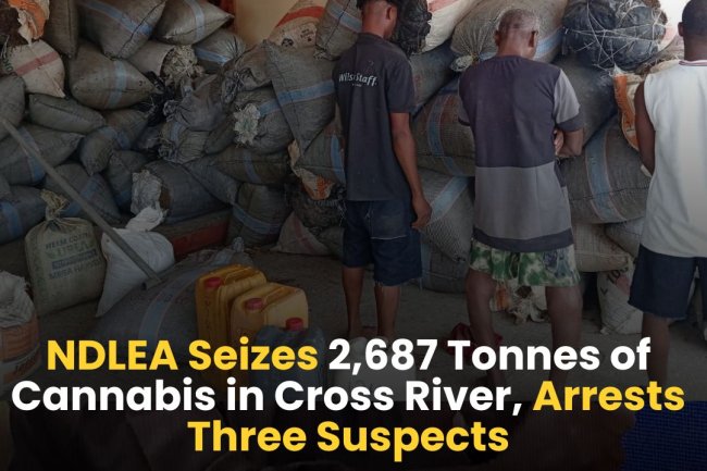NDLEA Seizes 2,687 Tonnes of Cannabis in Cross River, Arrests Three Suspects