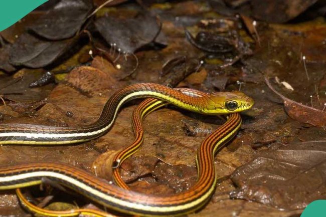 "Venom travels fast": Doctor urges against outdated snakebite practices