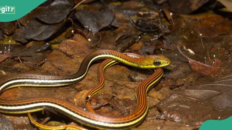 "Venom travels fast": Doctor urges against outdated snakebite practices